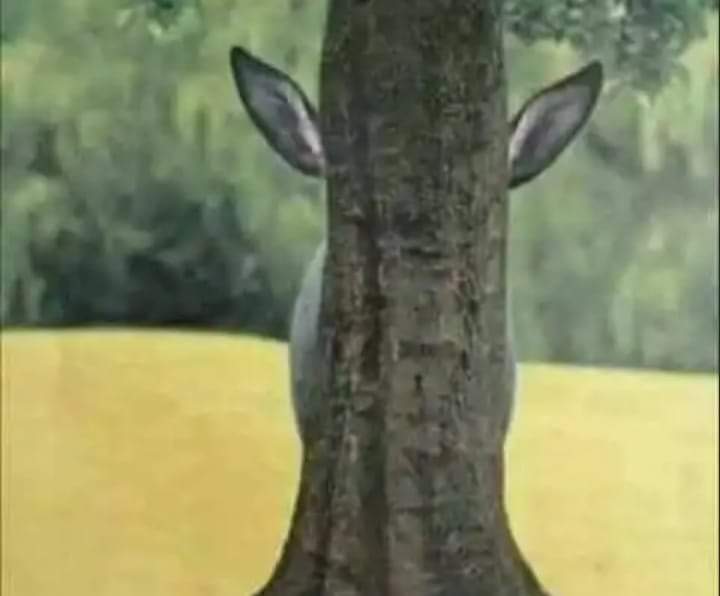 يا من تراقبني ف صمت 
ودانك باينه 🤣