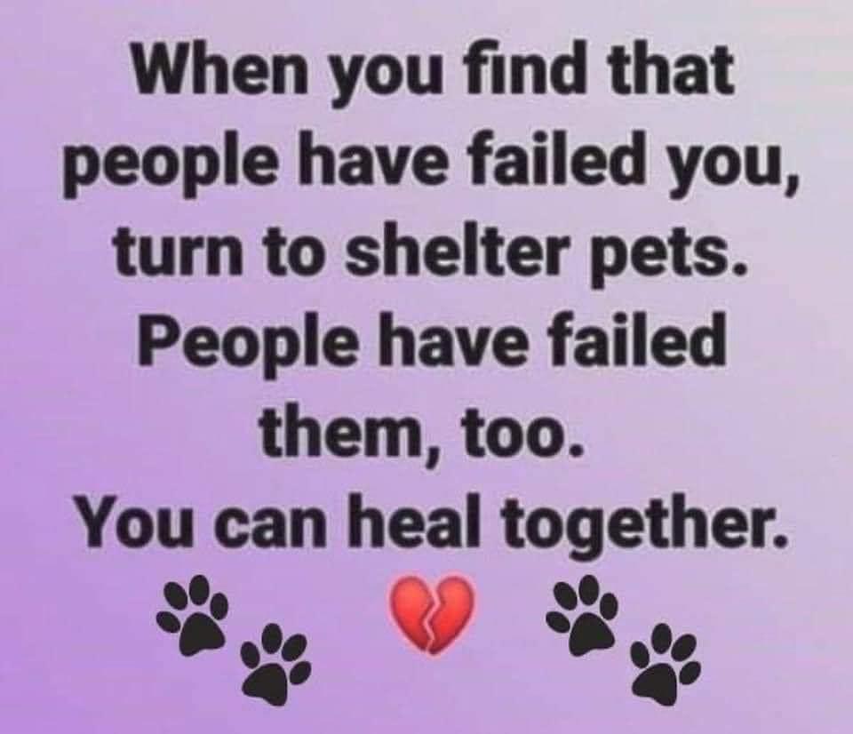 lupash8's tweet photo. @royharper53 @Lesa87593067 @daniellejanik @gail_reader @smilesunshine42 @ddsha68m @hansenpj5 @cdmtx65 @dpoole1957 @lottkaren54 @Rashelly123 @mcain1954 @RN549 Happy Thanksgiving Roy and Military Family! 

Please reach out if you’re hurting. #22tozero https://t.co/Z0BIhguaMd
