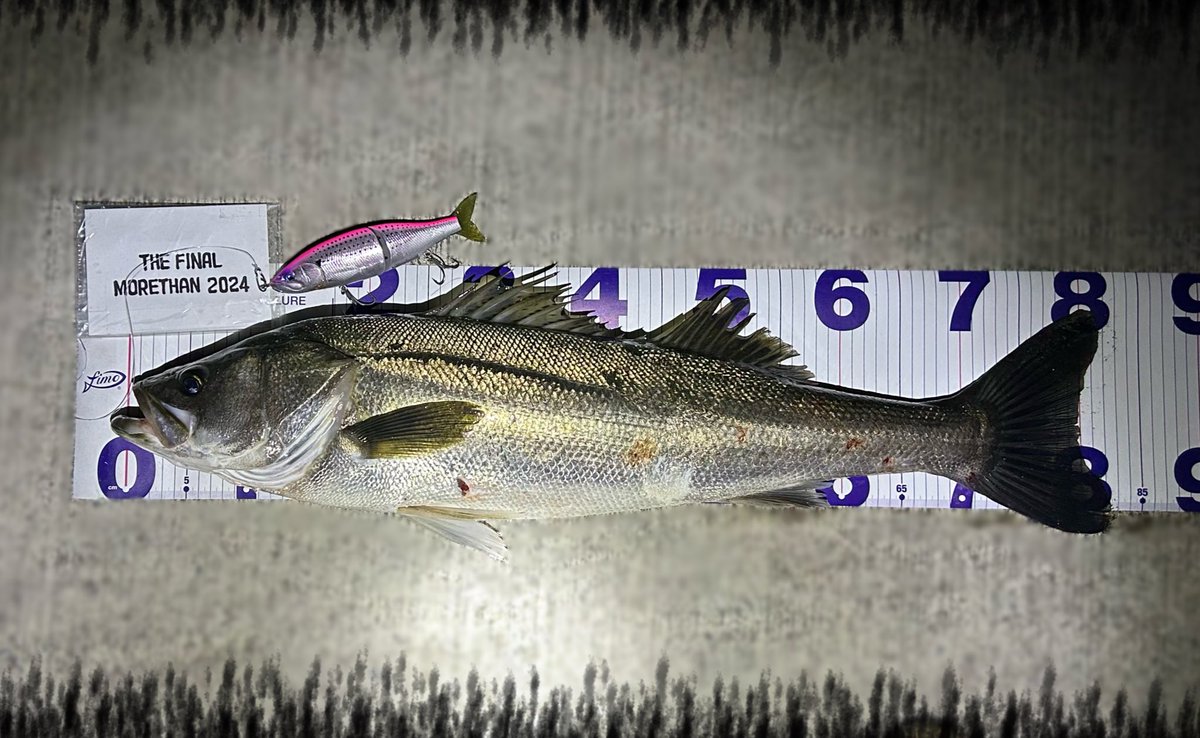 bluefishing0928's tweet photo. 1級ポイントが明るいうちから埋まってたので、誰もいない小場所巡りにて
ブリみたいな引きのムキムキすぎるランカー💪🔥
しっぽが太い!!!!!
まあまあサイズもトップでぽこぽこ出た(バラした…)しまだなんとか楽しめそうな感じ🍁
#babyface_japan
#BB180
#MonsterKiss
#HUNTERS https://t.co/79iq1PS0C7
