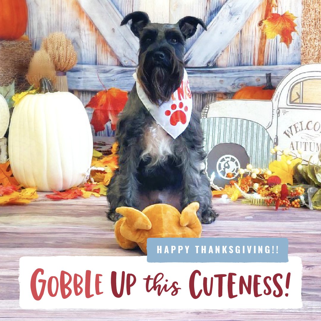 CBWCedarHill's tweet photo. Thankful for all the fur babies in our lives! 👑 🐕 https://t.co/Drwt5KmqFh