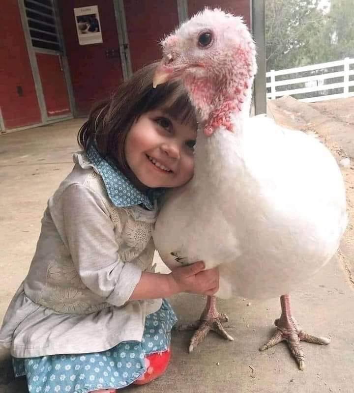 Sentient beings. 💚Make the connection. #Turkey #Turkeys #SentientBeings