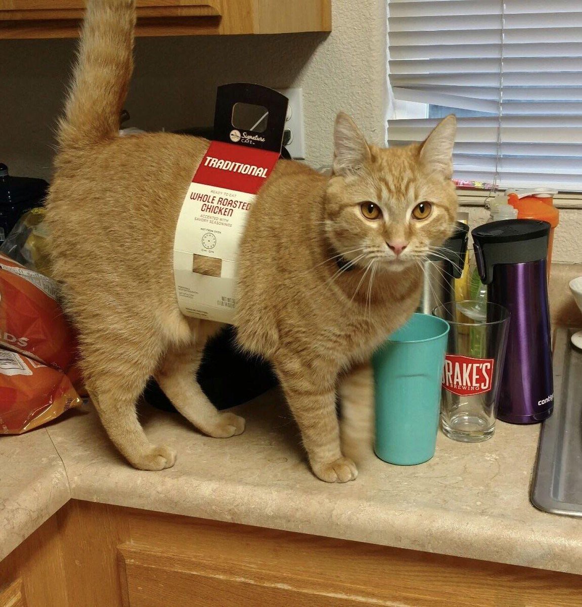 Dont Show Your Cat tweet media