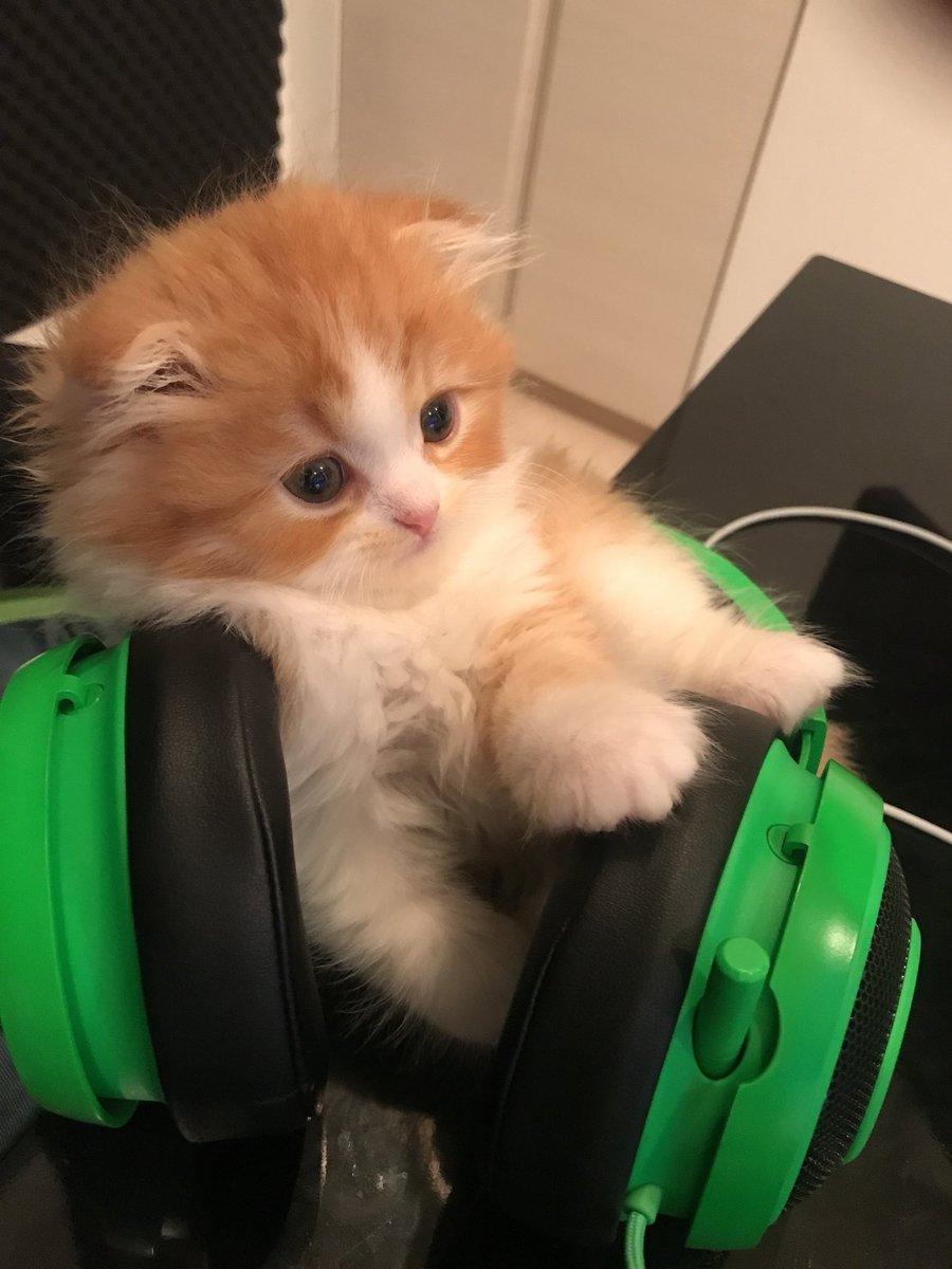 kumaru335's tweet photo. けんきさんの猫･犬図鑑
※間違いがあるかもしれません
クロム♀(スコティッシュフォールド)
･最初のペット
･毛が長く重鎮 https://t.co/li3tf0UJED