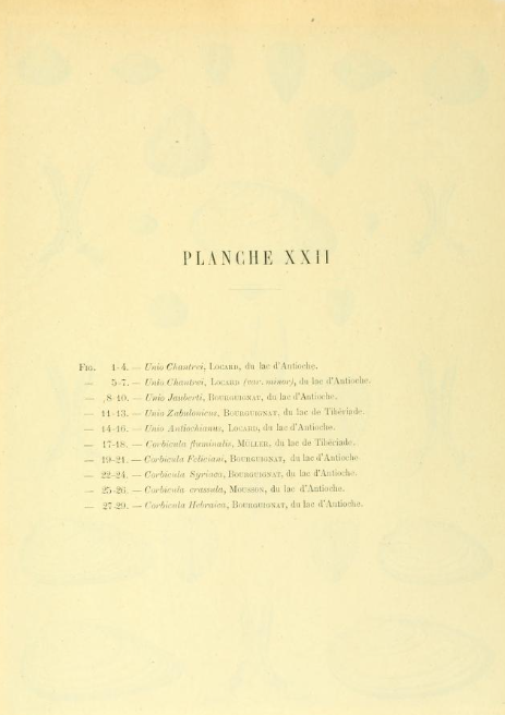 MCNBbiblioteca's tweet photo. @museuobert 🇫🇷Seguim amb naturalistes francesos recol·lectant mol·luscs a Àsia a finals del S. XIX
🧐Arnould Locard
📙"Malacologie des lacs de Tibériade, d'Antioche et d'Homs, Syrie"
🏛️https://t.co/aVajEJtwdO #MuseuObert
👉E-book disponible https://t.co/v5GnWrdYqy https://t.co/IxhJRckfnZ