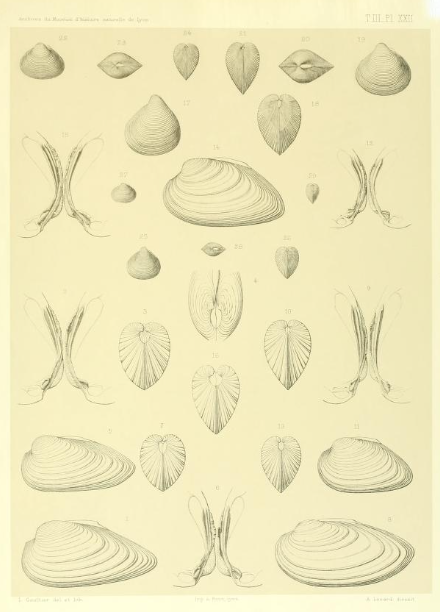 MCNBbiblioteca's tweet photo. @museuobert 🇫🇷Seguim amb naturalistes francesos recol·lectant mol·luscs a Àsia a finals del S. XIX
🧐Arnould Locard
📙"Malacologie des lacs de Tibériade, d'Antioche et d'Homs, Syrie"
🏛️https://t.co/aVajEJtwdO #MuseuObert
👉E-book disponible https://t.co/v5GnWrdYqy https://t.co/IxhJRckfnZ