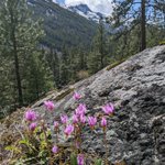 Photo by Friends of the Bitterroot (@Savebitterroot)