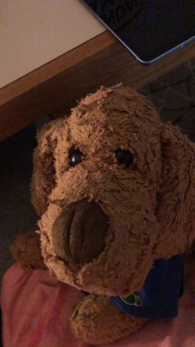 Happy Thanksgiving! Be nice to your family today please! Today it&rsquo;s just me and Fluffy the Dog!!! https://t