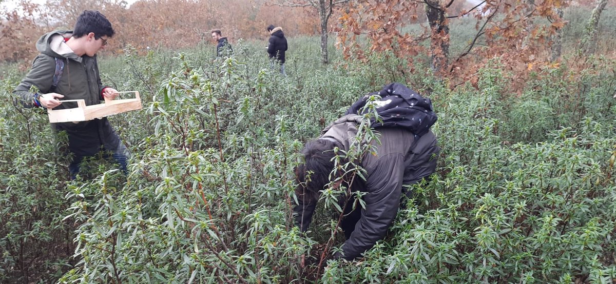 Jornada micologica en Rabanales de Aliste, con visita el Centro de interpretación de especies micológicas y salida al robledal del municipio para la recolección de especies silvestres. Excelente día de convivencia y aprendizaje.