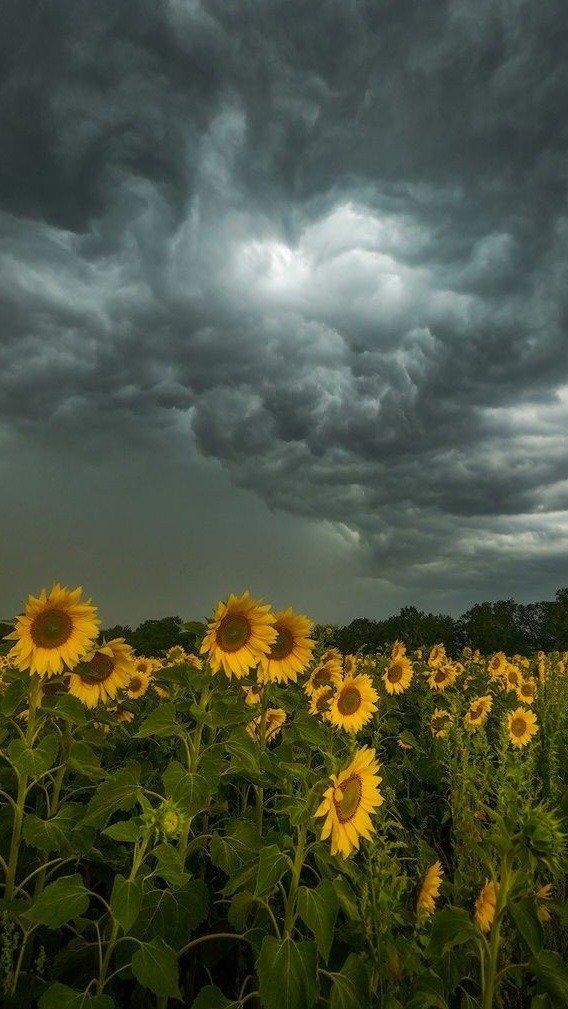 sunflowers on a gloomy day