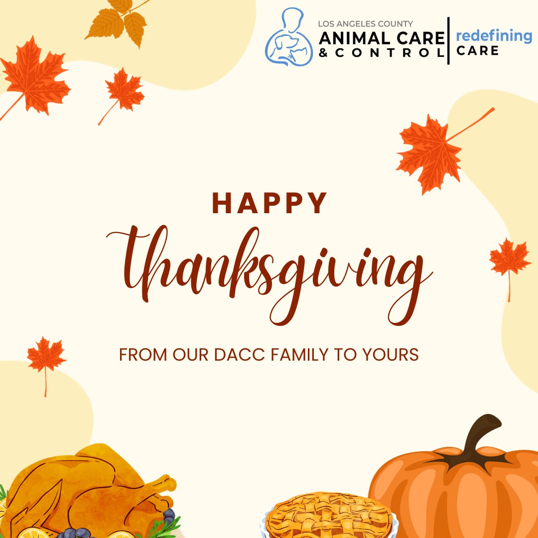 Grateful tails and thankful hearts at DACC today! 🐾 This Thanksgiving, we extend our deepest thanks to our dedicated staff, compassionate volunteers, loving adopters, and the incredible community that supports us. Your kindness and commitment make a world of difference.