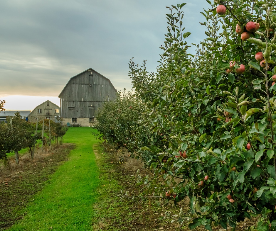 County Cider Company tweet media
