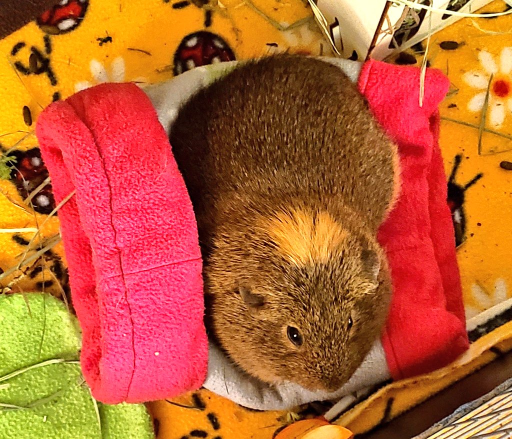 DAISYLittleOne1's tweet photo. On this #Thanksgiving, I am thankful to be #DoingItMyWay💖💖💖 #MsDaisy #guineapig #guineapigs #lovingHome https://t.co/gTMVaYtqKR