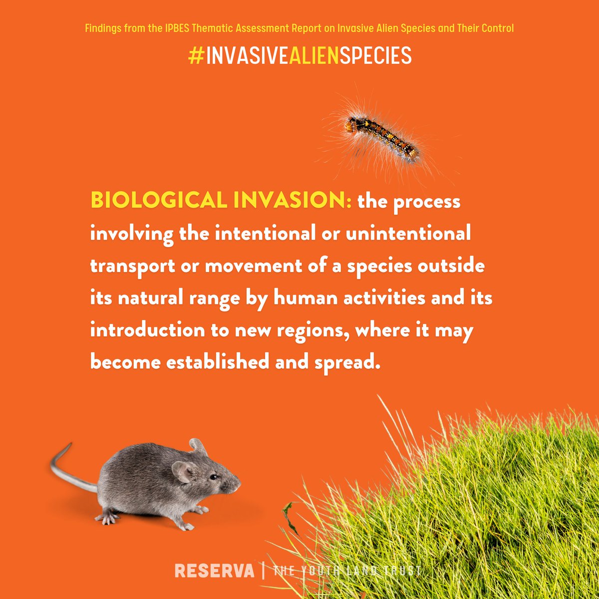 What are #InvasiveAlienSpecies? 👽 The words 'alien invasion' may mean one thing in science fiction, but in *science reality,* they are one of the 5 main drivers of biodiversity loss. #definitions #invasivespecies #alieninvasion #realaliens #scienceliteracy @ipbes_
