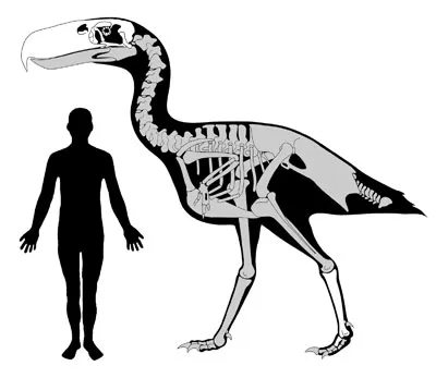 Danzer3d's tweet photo. @LGBwiththeT pretty sure thats called a terror bird https://t.co/kOMLbeyAka
