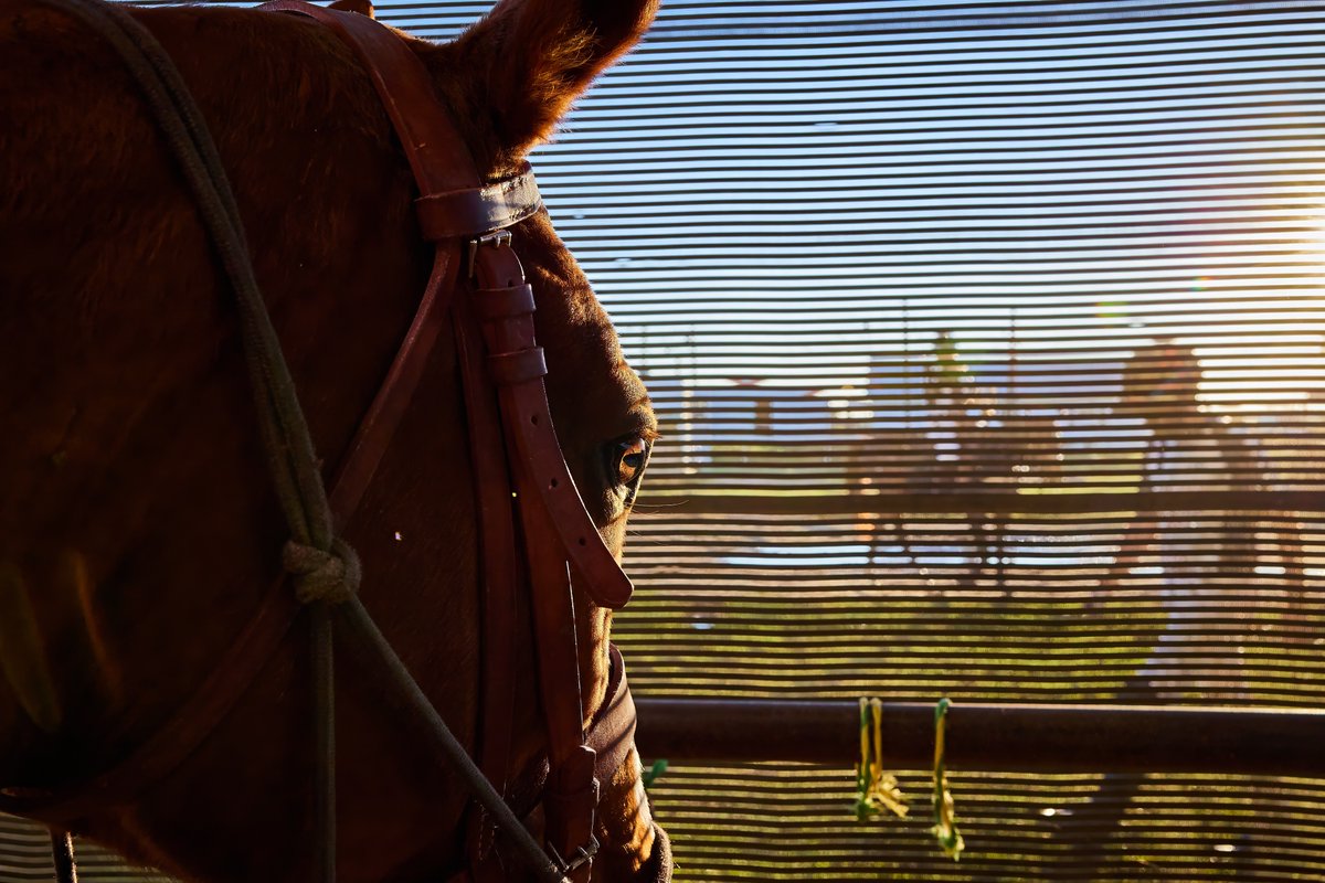 POV: You are peeking at the turkey in the oven. 🦃👀

#HappyThanksgiving #Thankful #PoloPony #PoloPlayer #Fall