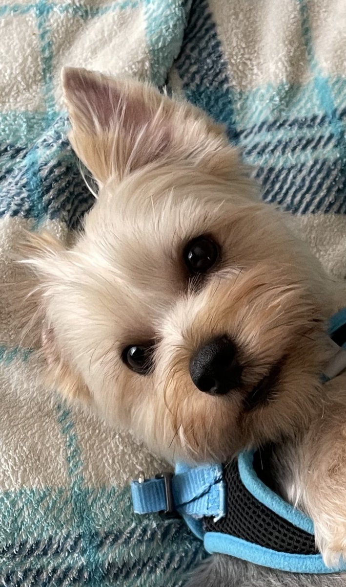LPrinceCPA's tweet photo. @GadSaad My sweet Yorkie Rango is just like this. Always happy, excited to see you, abundant kisses and affection. #Amazingpups https://t.co/CDiL3SrO5c