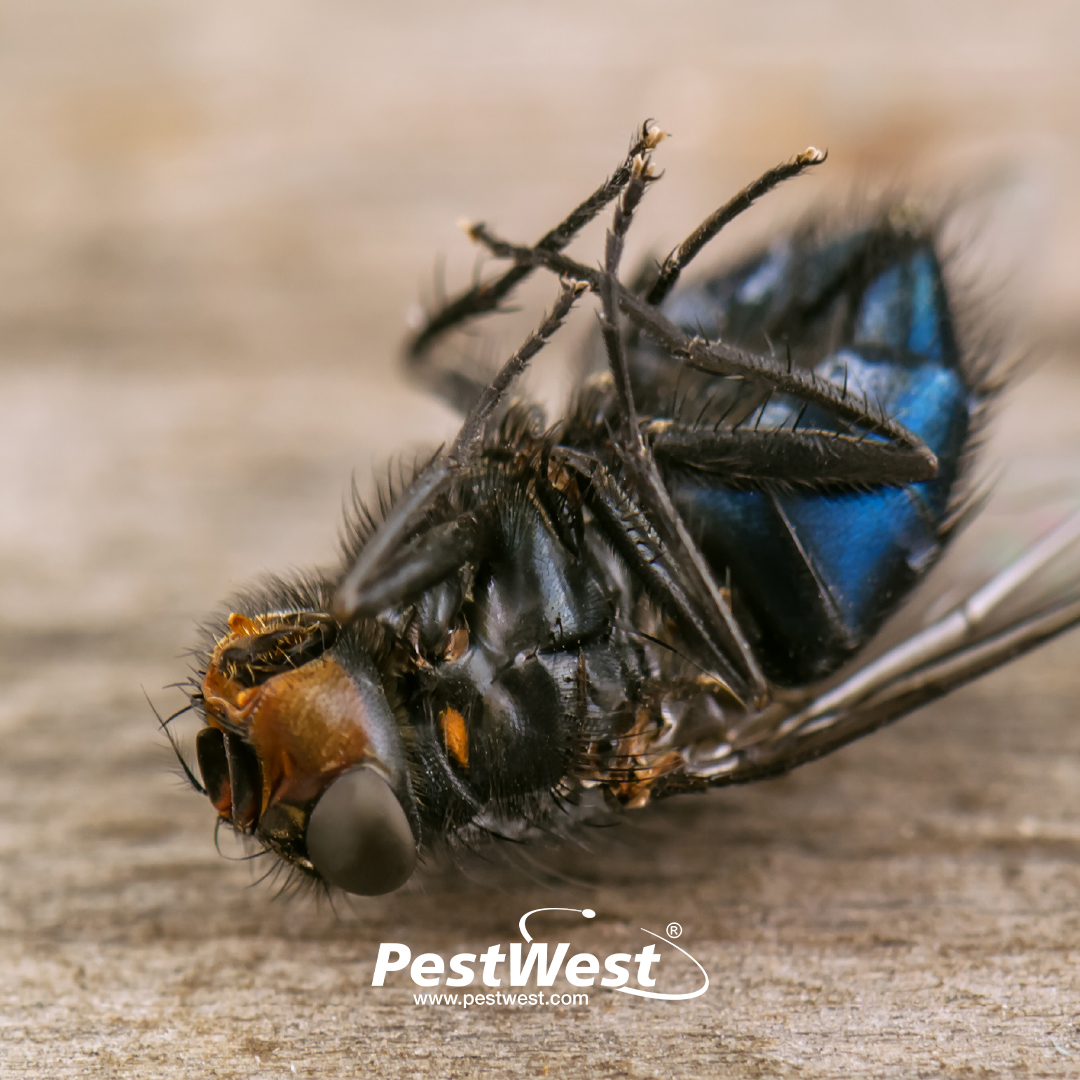 PestWest's tweet photo. Our blog "How to kill and get rid of flies" is now available to read on our website.

It is available to view here: https://t.co/v7VtzdN4im

#pestwest #pestcontrol #flyinginsect https://t.co/IJdKOKQNsU