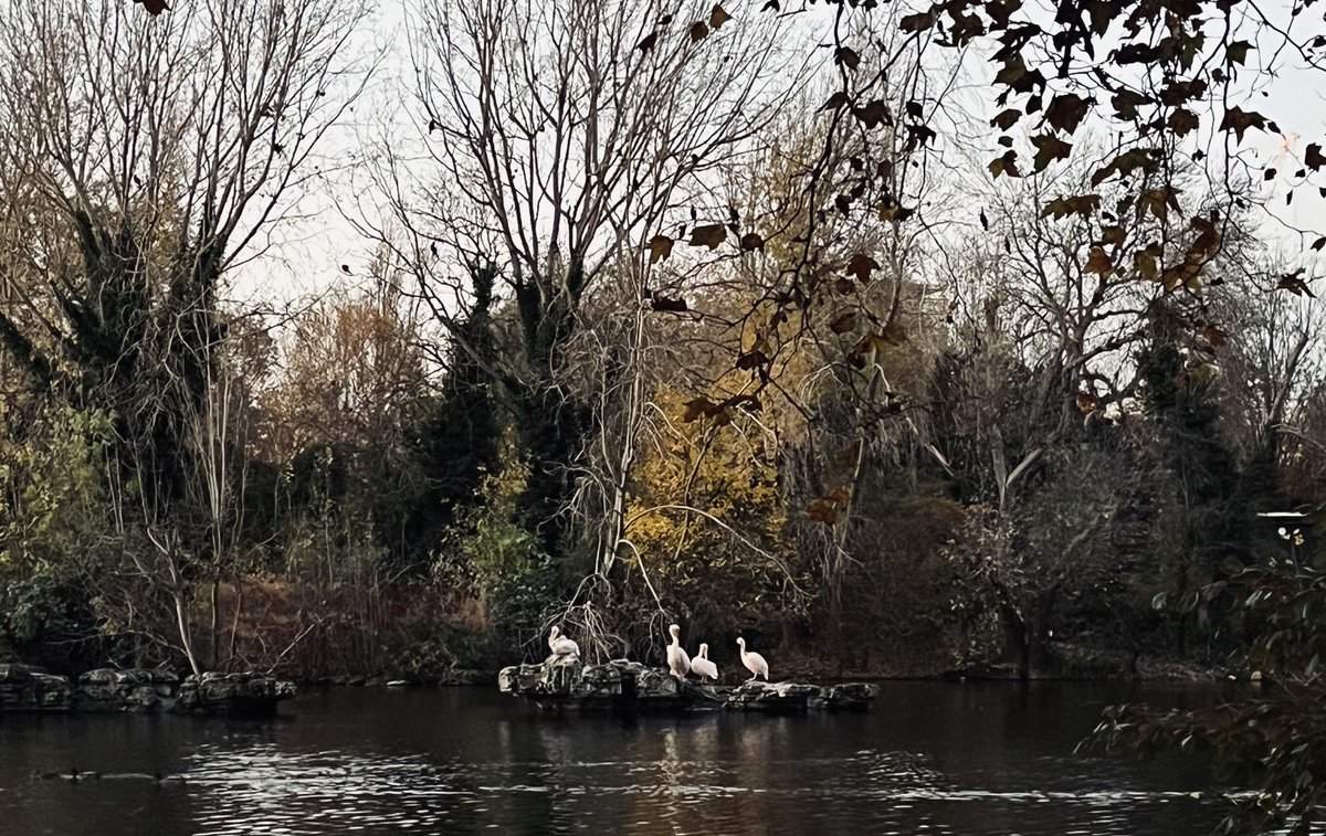 tiafisher_'s tweet photo. St James’ Park this evening, grounding me after an intense, exhilarating day at #PiXLEngFest. Thanks to all who listened to me evangelising verse novels and to ⁦@shorny_m⁩, Connie and the rest of @PiXL for inviting me to such an inspiring event. ❤️ https://t.co/tEYye1ZYma