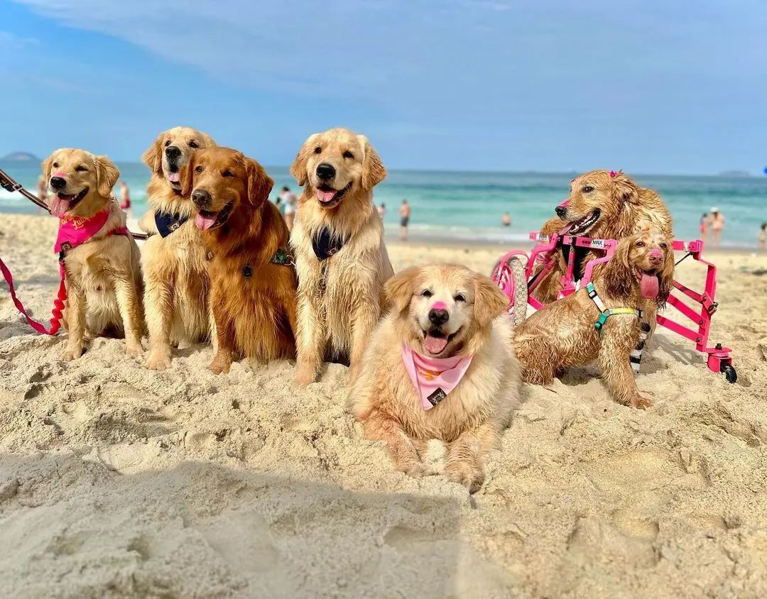 Harry_Retriever's tweet photo. Follow  us if you really love Golden retriever 
#goldenshowers 
#goldenhour 
#goldenshowers https://t.co/88wJsAj5pg