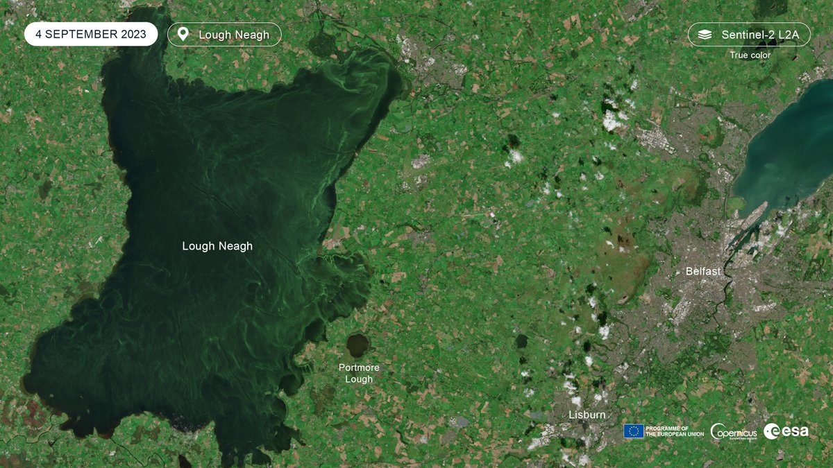 🚨 4-YR PhD OPPORTUNITY🚨 Environmental drivers of harmful algal blooms: mining satellite imagery. Supervised by me @QUBbioscience jointly with @UoABioSci & funded by @NERCscience via @QUADRATdtp. 🌍 #GIS 🌊 #Geoscience 🦠 #Ecology. DEADLINE: 17 Jan 2024! findaphd.com/phds/project/q…