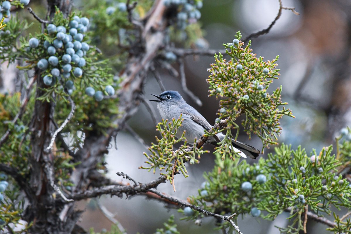 We're grateful for you! Today and every day, we're so thankful for all you do to help protect Oregon's wild places for fish, birds, wildlife, and people—from donating, to volunteering, to sharing your time and talents as staff at land trusts. Thank you!

📸 <a href="/tinyseedpdx/">Tara Lemezis</a>