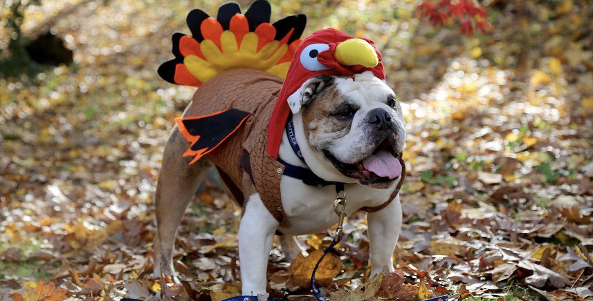 SharpBulldogs's tweet image. Thankful for our Bulldogs. #BeSHARP