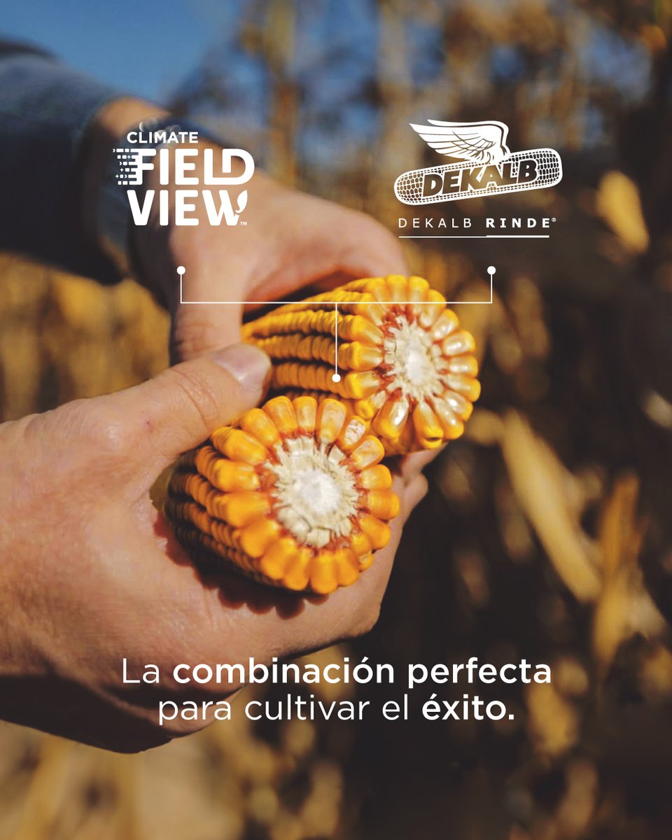 FieldViewArg's tweet photo. A la hora de elegir el híbrido adecuado, combiná la tecnología de #FieldView y la experiencia de @DekalbArgentina🌱
👉¿Cómo hacerlo?
1️⃣Analizá tus datos: con FieldView, obtené información precisa de tu campo.
*abro hilo* https://t.co/XRGuoAtz3e