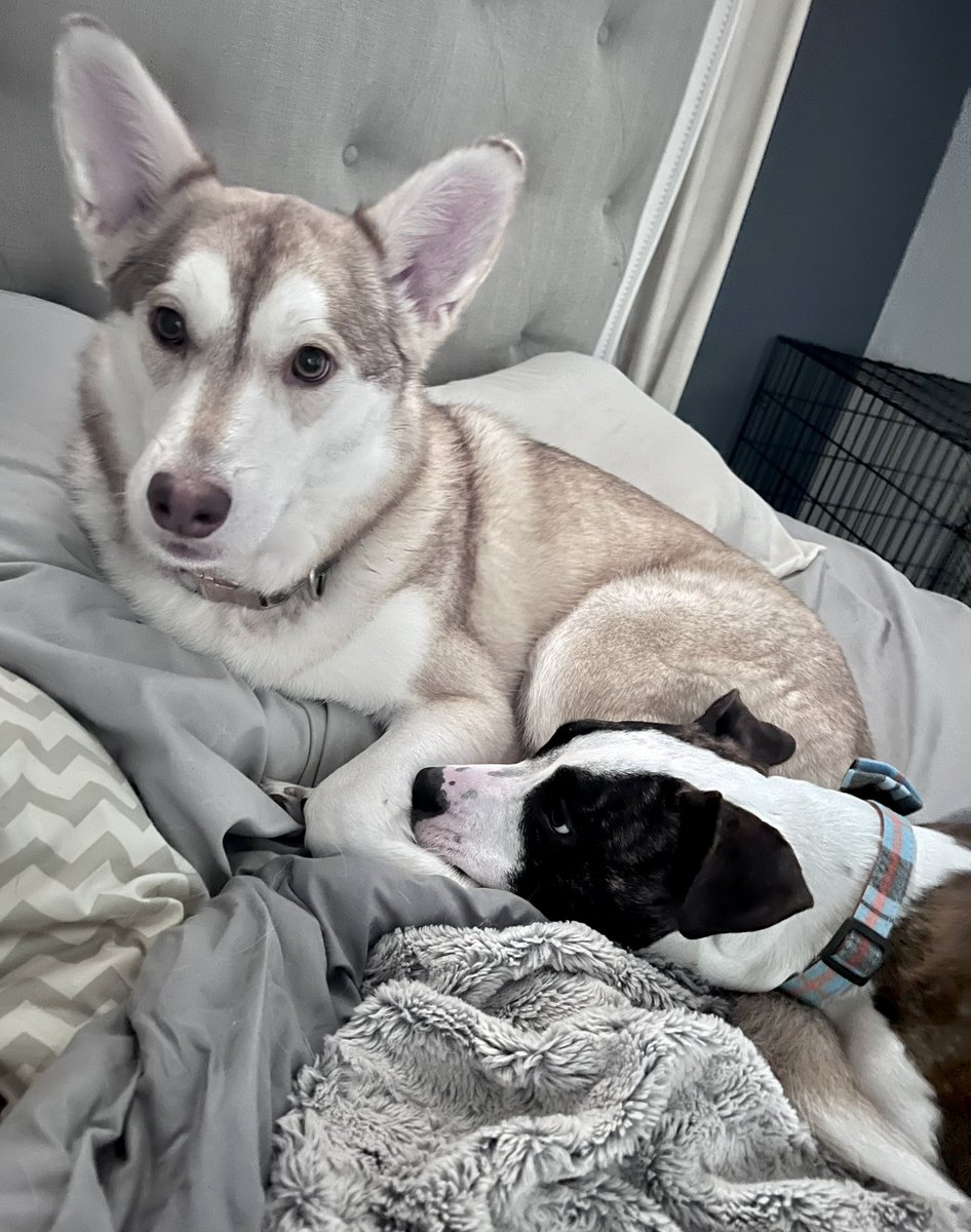 The Proper Poochies tweet media