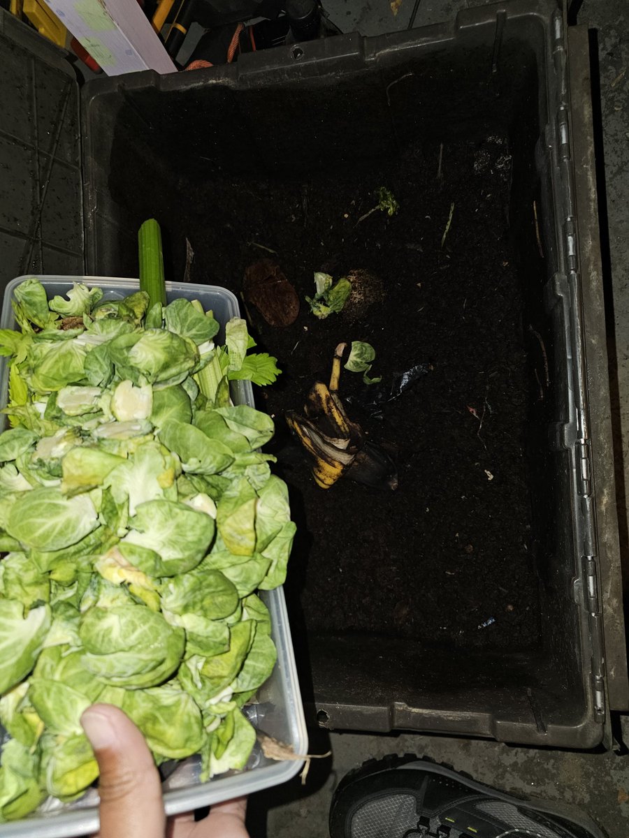 qthetrackcoach's tweet image. My compost worms are about to have their Thanksgiving meal. #Vermiculture