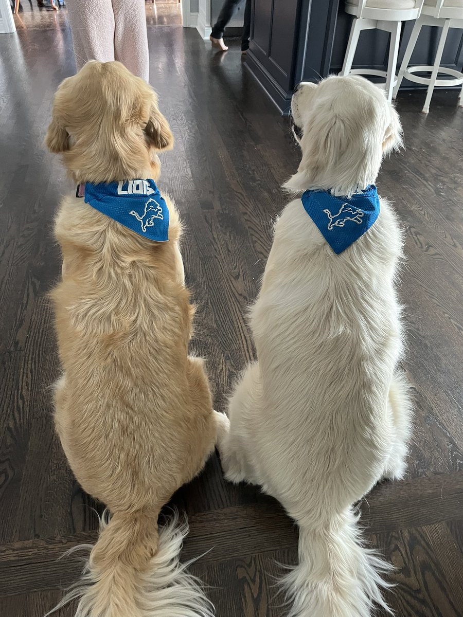 davidbarthel1's tweet image. It’s the best holiday!  Happy Thanksgiving, go Lions!