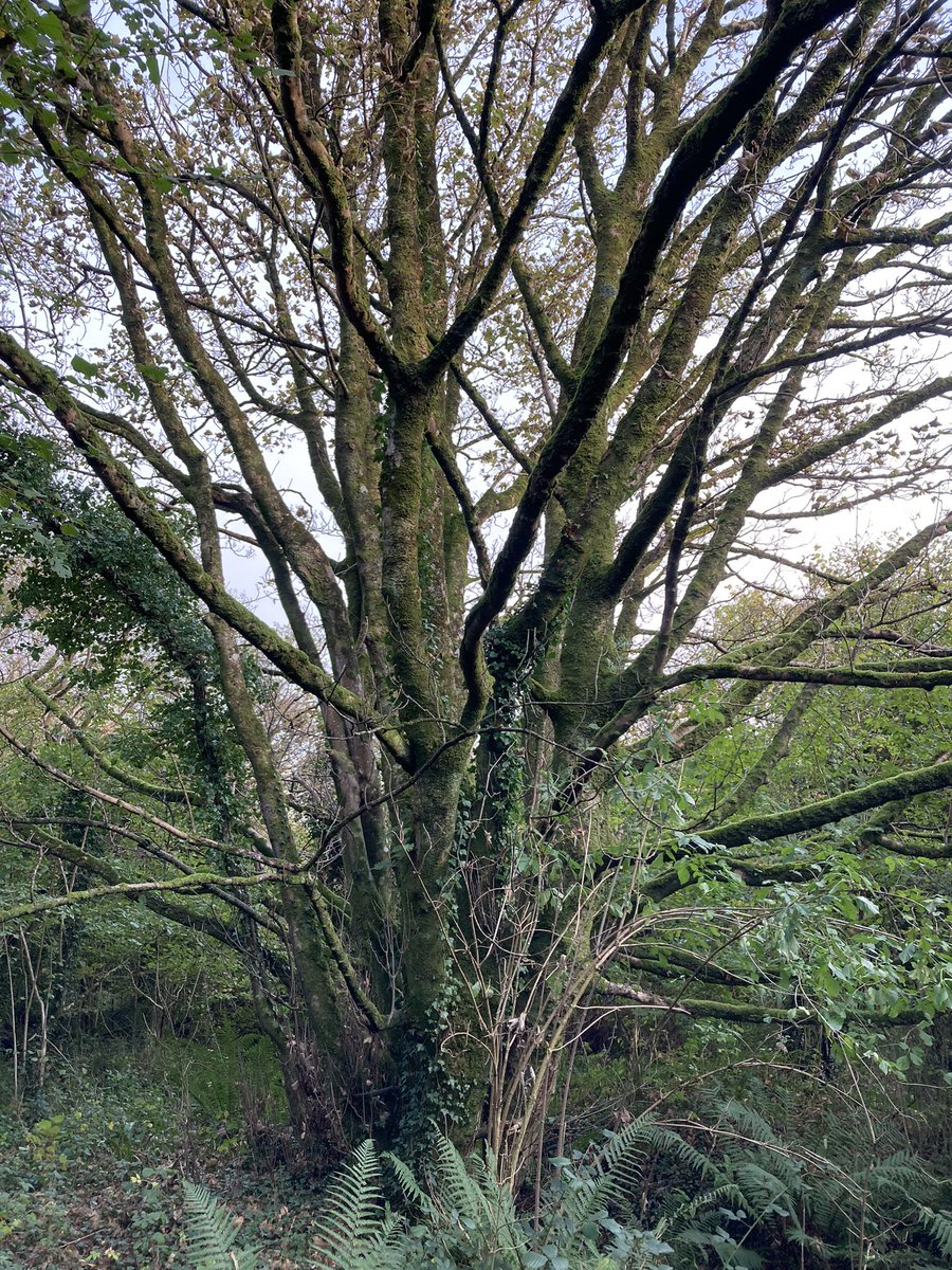 WelshRainforest's tweet photo. Sycamore 

@WelshRainforest @celticrainforest @atlanticrainforest @fforestlawcymru https://t.co/gg4brtP8lq