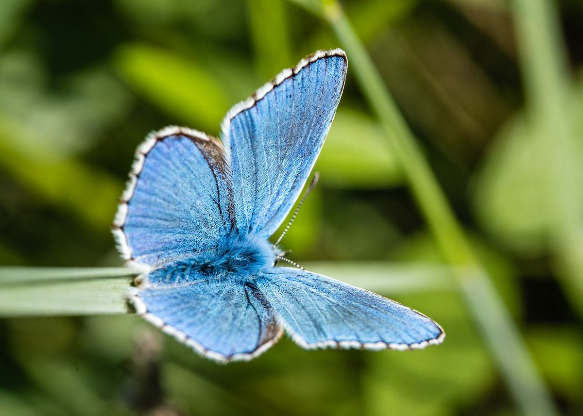 Leverhulme Centre for Anthropocene Biodiversity (@anthropocenebio) on Twitter photo 📢Fully funded PhD studentship available @ Leverhulme Centre for Anthropocene Biodiversity!
<a href="/UniOfYork/">University of York</a>
Biodiversity Gains and Resilience - Submit your own research proposal ✍️📔
For more info and how to apply➡️york.ac.uk/professorial-j……………
<a href="/LeverhulmeTrust/">The Leverhulme Trust</a> 📢Fully funded PhD studentship available @ Leverhulme Centre for Anthropocene Biodiversity!
<a href="/UniOfYork/">University of York</a>
Biodiversity Gains and Resilience - Submit your own research proposal ✍️📔
For more info and how to apply➡️york.ac.uk/professorial-j……………
<a href="/LeverhulmeTrust/">The Leverhulme Trust</a>