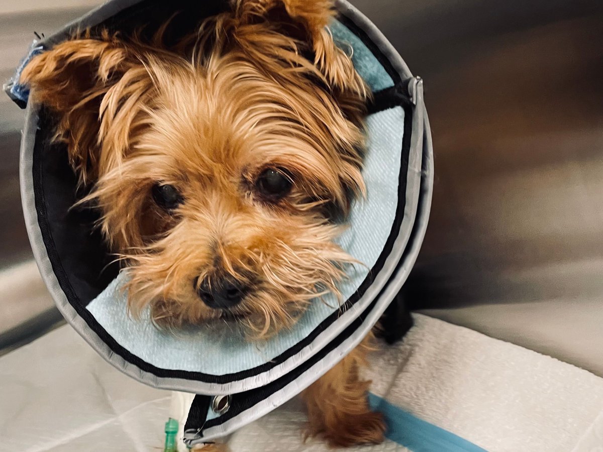 KeithOlbermann's tweet photo. SAMMY needs your help. Rescued a decade ago, then returned on Thanksgiving?His "family" must have known he was sick. It's pancreatitis and it can be treated with a pretty small expense. If you can help here's the link - if not just PLEASE RT SAMMY! https://t.co/qZbi9Z5zMb https://t.co/GevUcxfTQz