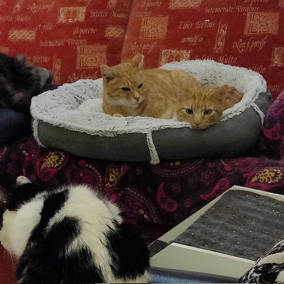 Just watched my cat get into the litter tray and pee across the floor because he can't aim. Is this just a cross species male thing? Cat tax below.