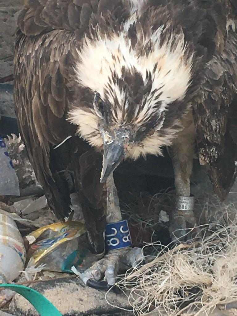 action_senegal's tweet photo. @LPOFrance 
Bonjour, cet animal a été retrouvé hier sur la plage de Guéréo (Sénégal).
Que faire pour l'aider ? https://t.co/Gv7b51ppwq