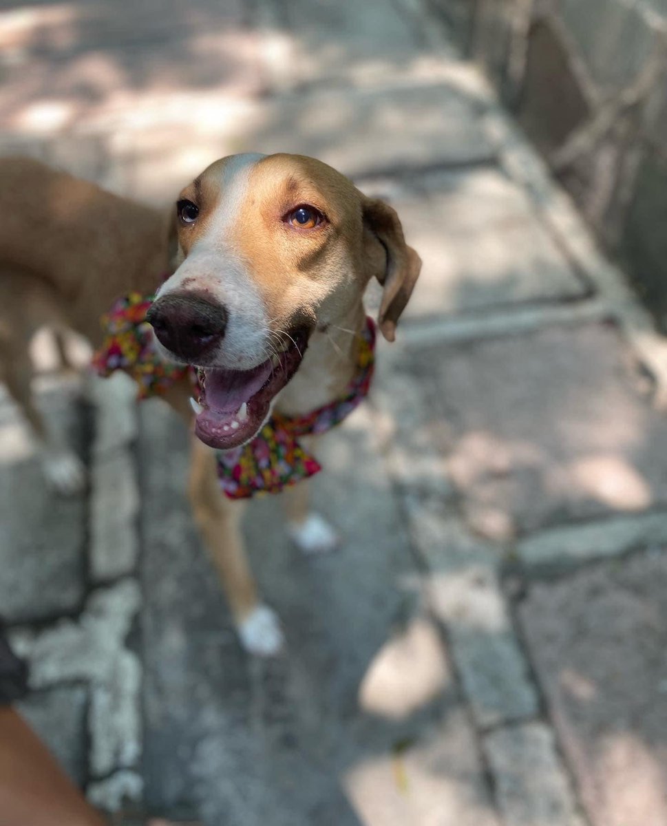 Alina_Gag's tweet photo. Pido un poco de su tiempo

Soy Alberta y quiero contarles mi historia:

Primero deben saber algunas cosas de mí. Soy perrita, tengo la mitad de un ojo azul y el resto miel. Raro pero bonito, no creen?

Tengo como 3 años y nací en las calles. Ahí nacieron también mis cachorras. https://t.co/OmNjJJl7AW