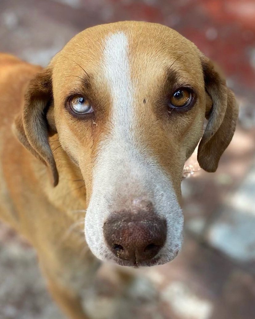 Alina_Gag's tweet photo. Pido un poco de su tiempo

Soy Alberta y quiero contarles mi historia:

Primero deben saber algunas cosas de mí. Soy perrita, tengo la mitad de un ojo azul y el resto miel. Raro pero bonito, no creen?

Tengo como 3 años y nací en las calles. Ahí nacieron también mis cachorras. https://t.co/OmNjJJl7AW
