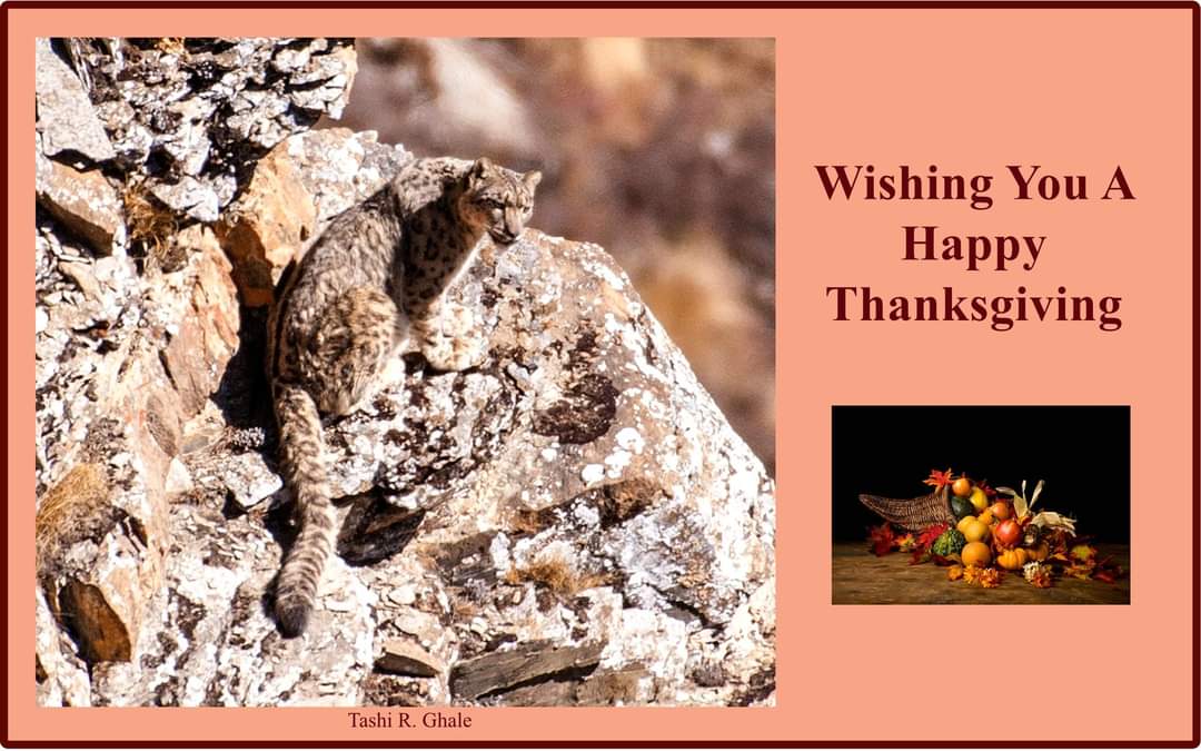 Snow Leopard Consrvy (@snowleopardcons) on Twitter photo 