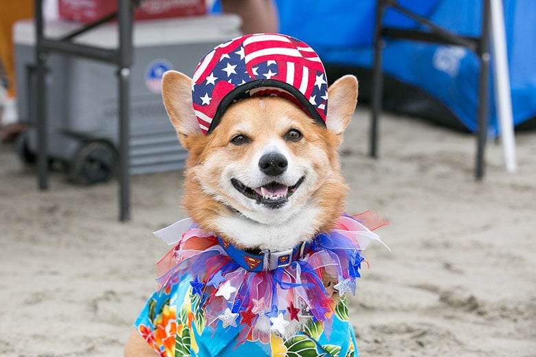 IT'z Corgi Lovers Unity(USA) (@mycorgiunity) on Twitter photo 