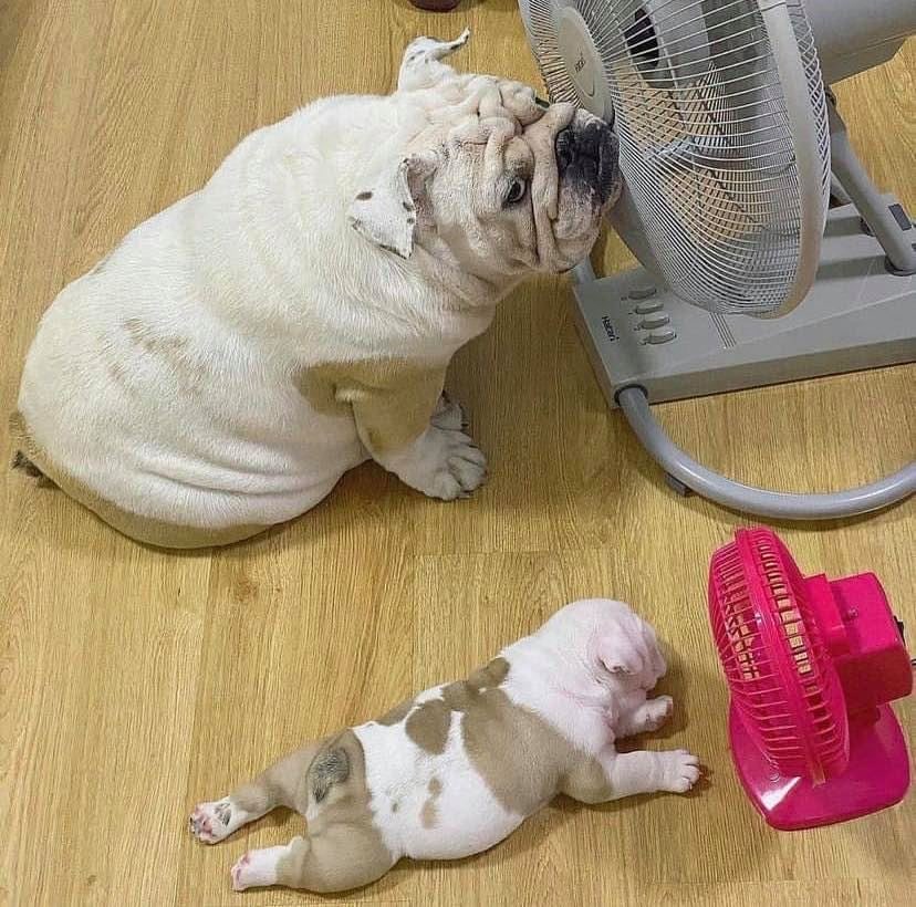 thiagobrc's tweet photo. @caputile Um ventinho gelado https://t.co/khwEUtHSMn