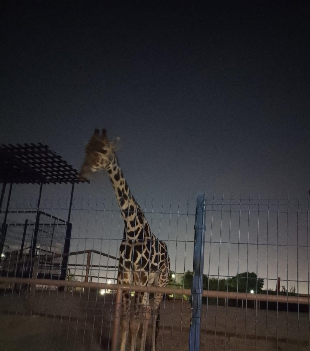SalvemosABenito's tweet photo. Amigos hagamos esto viral!
Entró un frente polar ártico a Juárez y Benito está igual que como estuvo Modesto, la jirafa que vivió en el parque central, murió el año pasado y perdió partedesus orejas por necrosis por frío extremo. Pongamos quejas en PROFEPA https://t.co/9ezYNHS5pC https://t.co/uludZVtiYj