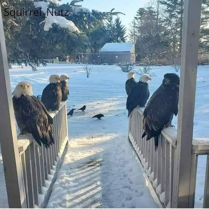 Imagine finding this on your front porch in the morning