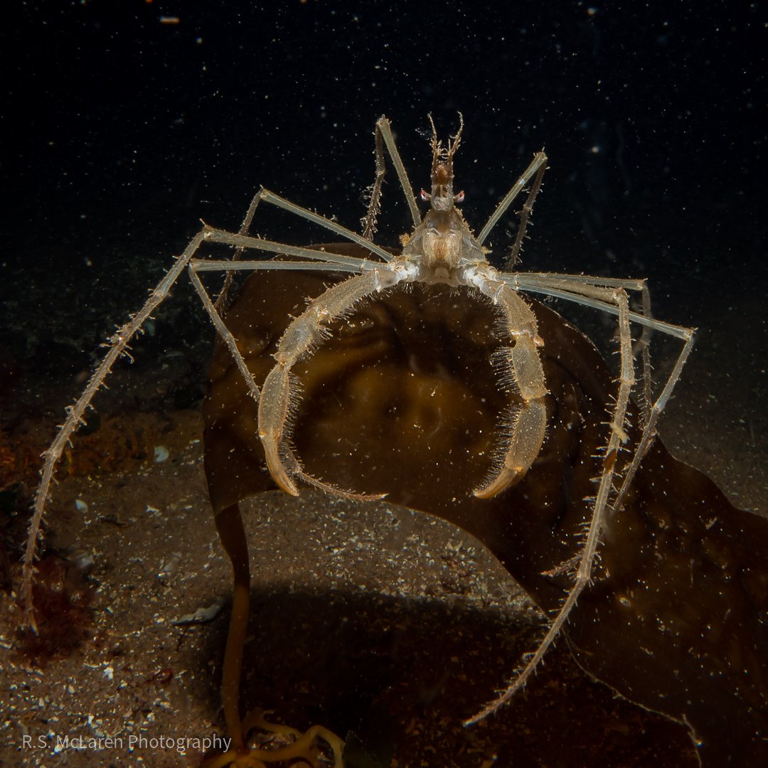 Spider Crab?
.
I'm not 100% sure what kind of crab this is, but I am pretty certain it wouldn't look out of place in some kind of sci-fi horror show! 🤣 
.
📍Lamlash Bay, Isle of Arran - Scotland 🏴󠁧󠁢󠁳󠁣󠁴󠁿 
.
Olympus OM-D EM-1 MKII + Olympus M.Zuiko ED 30mm f/3.5 Macro + AOI UH-EM1 III
