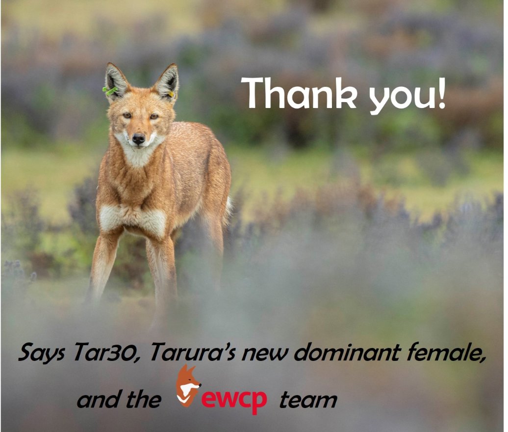 #Ethiopianwolves in the Bale Mountains are thriving thanks to vaccination campaigns improving their health and building tolerance. Thank you #EWCP supporters, you are making a difference! Thank you for giving us hope for the future 🦊

Happy #Thanksgiving