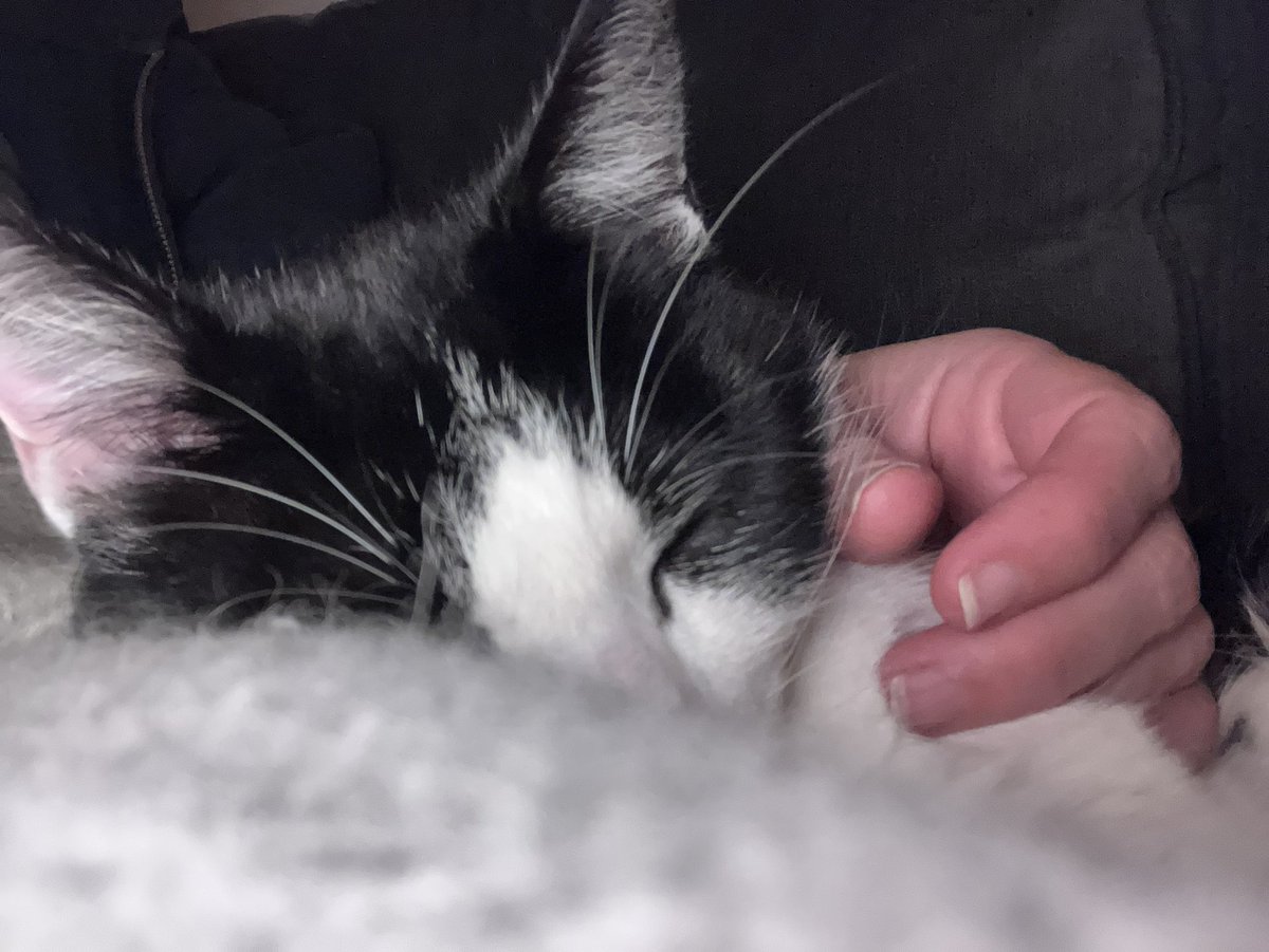 It’s been 3 years since Maxipuss (The Great Demander of Treats, Seeker of the Lap, and Destroyer of the Carpet-on-the-bottom-Stair) arrived, thanks to @CP_Derby_AC. In honour of this, and his 7th Birthday, here he is in hug-mode. #everydayiscatday