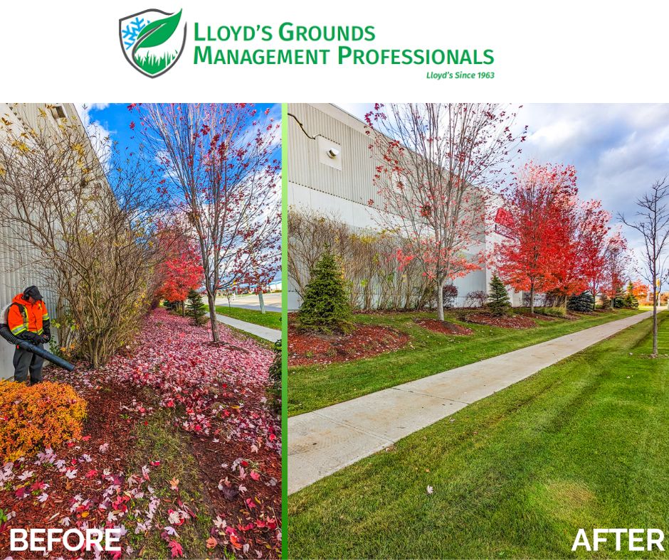 LGMP_'s tweet photo. Fall cleanups are one of the best times of the year, &amp; we're getting ready for those crisp, cozy days ahead! We take pride in our fall cleanups to make sure everything looks its best. Keep your eyes peeled for our crews out in the streets! 

#FallCleanup #FallIsHere #FallCleanups https://t.co/EEfix2aR0t
