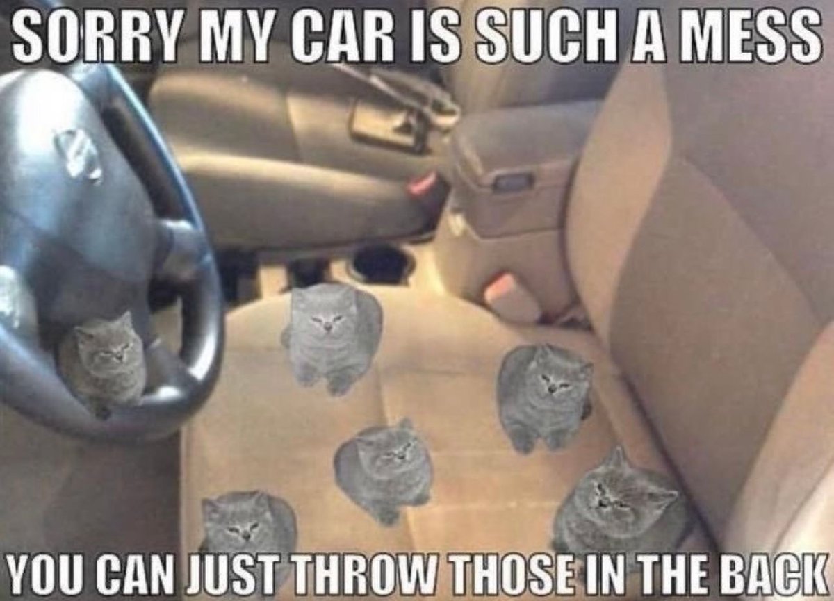 Posts Of Cats (@postsofcats) on Twitter photo 