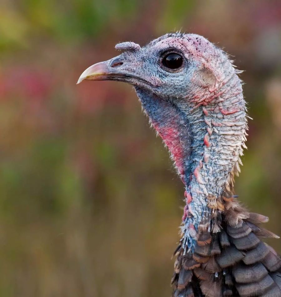 USFWSNortheast's tweet photo. Now won't you wattle, wattle?
This wild turkey is showing off its wattle and caruncles at Parker River NWR in MA. The wattle is a skin flap reaching from the beak to the neck and the caruncles are bumps of flesh that cover the birds’ necks and heads. #turkeytrivia https://t.co/3zEgALDgZ3