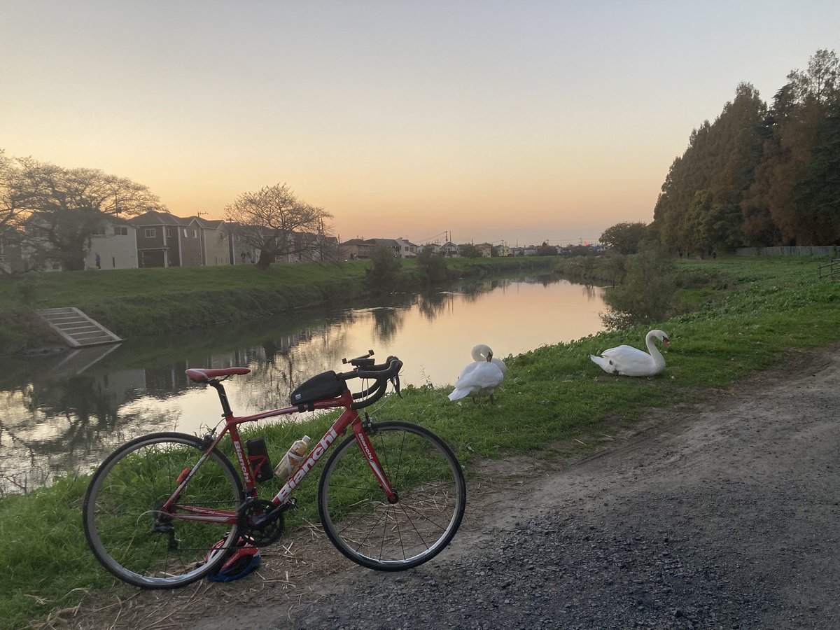 edochan20's tweet photo. 越谷市元荒川沿い。
夕景が見たくて立ち寄ったら！
ロードバイクと白鳥のツーショットなんてなかなか撮れませんね！ https://t.co/a7ggVnjffp