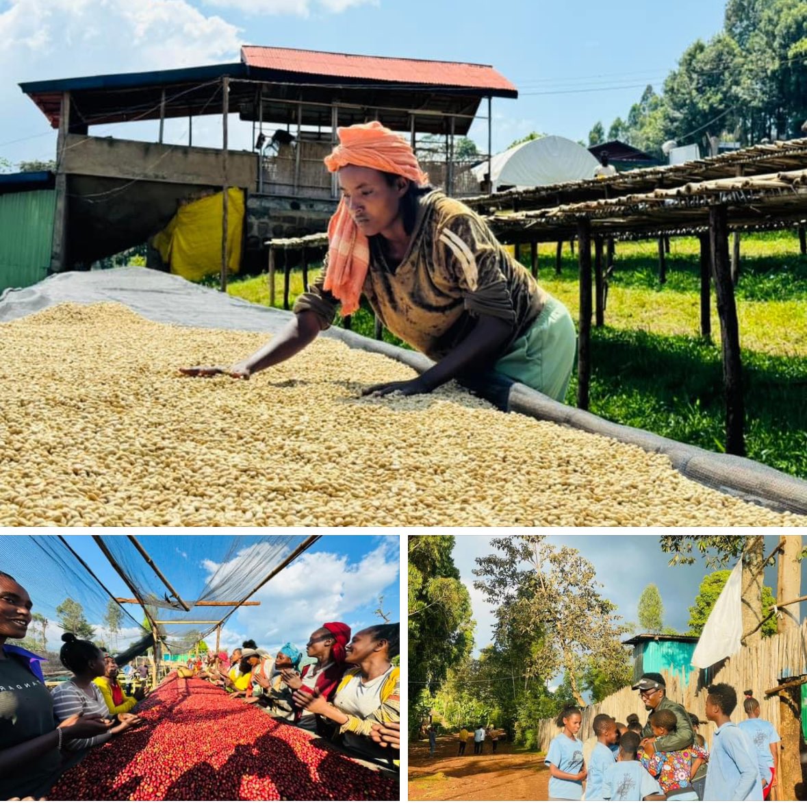 JMichael_Smith's tweet image. Today, in Bensa , Ethiopia 🇪🇹#ArdentCoffee

Of course, the Sidama region is another gem when it comes to coffee production in Ethiopia. The area is known for its distinctively flavorful and aromatic coffee, which is often described as having a bright acidity and complex taste